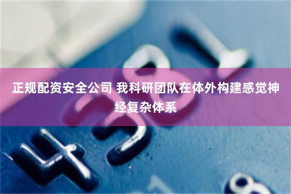 正规配资安全公司 我科研团队在体外构建感觉神经复杂体系